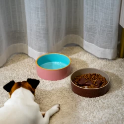 wd889ar ciotola acqua piccola per cane o gatto
